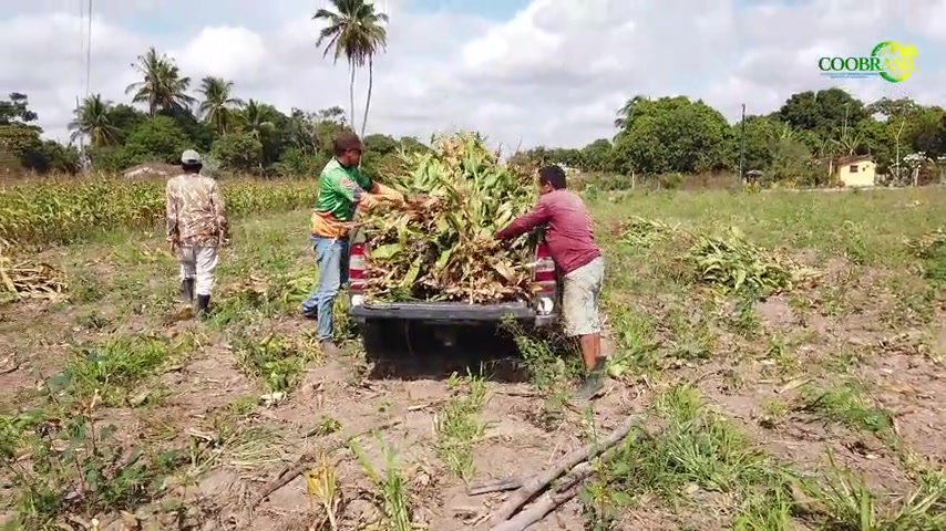 Equipe organizando a colheita de milho em Marí, Paraíba