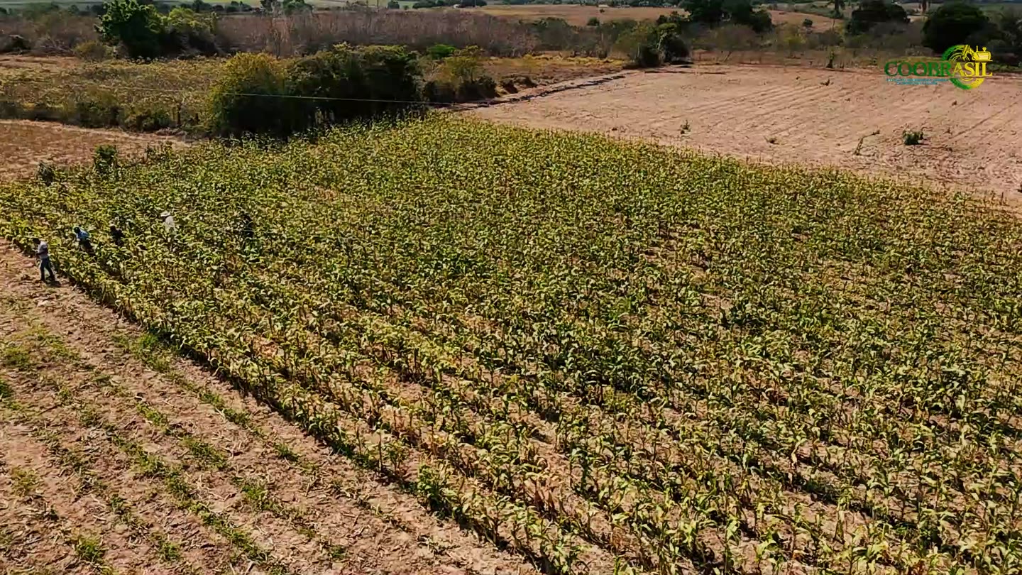 Vista aérea da lavoura de milho acompanhada pela CooBrasil em Marí